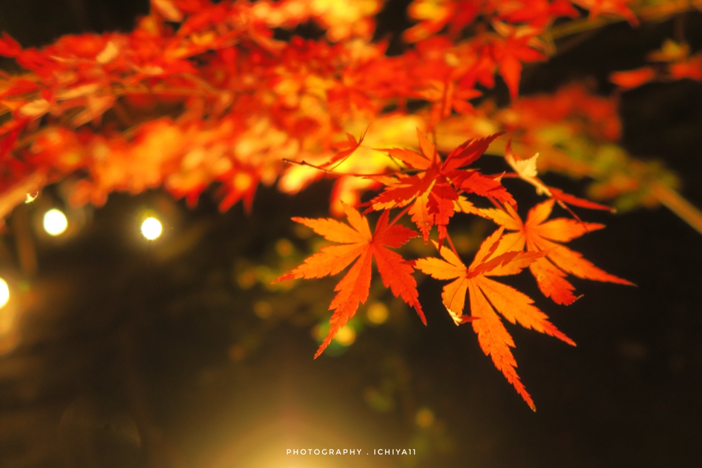 紅い幻想