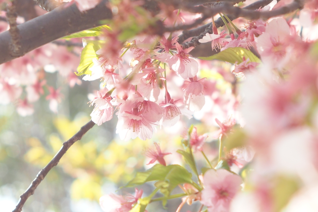 sakura first shot