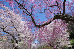 乱桜