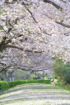 桜並木と絨毯