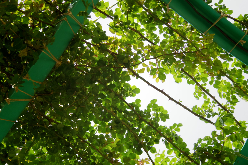 Green leaves　-　IMGP2505