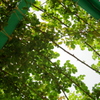 Green leaves　-　IMGP2505