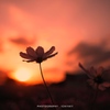 秋空に燃ゆる秋桜