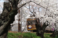 嵐電と桜　-　DSC09885