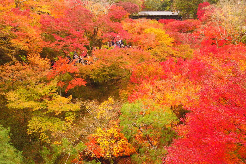 東福寺 紅葉弐