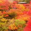 東福寺 紅葉弐