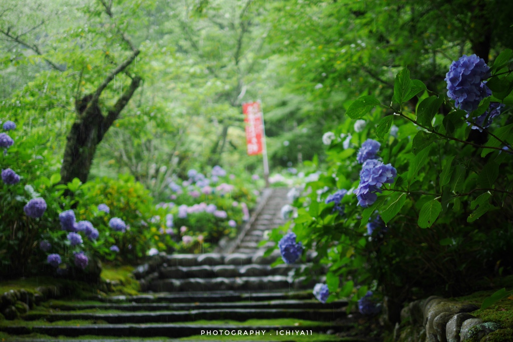 雨音響く紫陽花階段