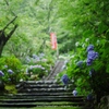 雨音響く紫陽花階段