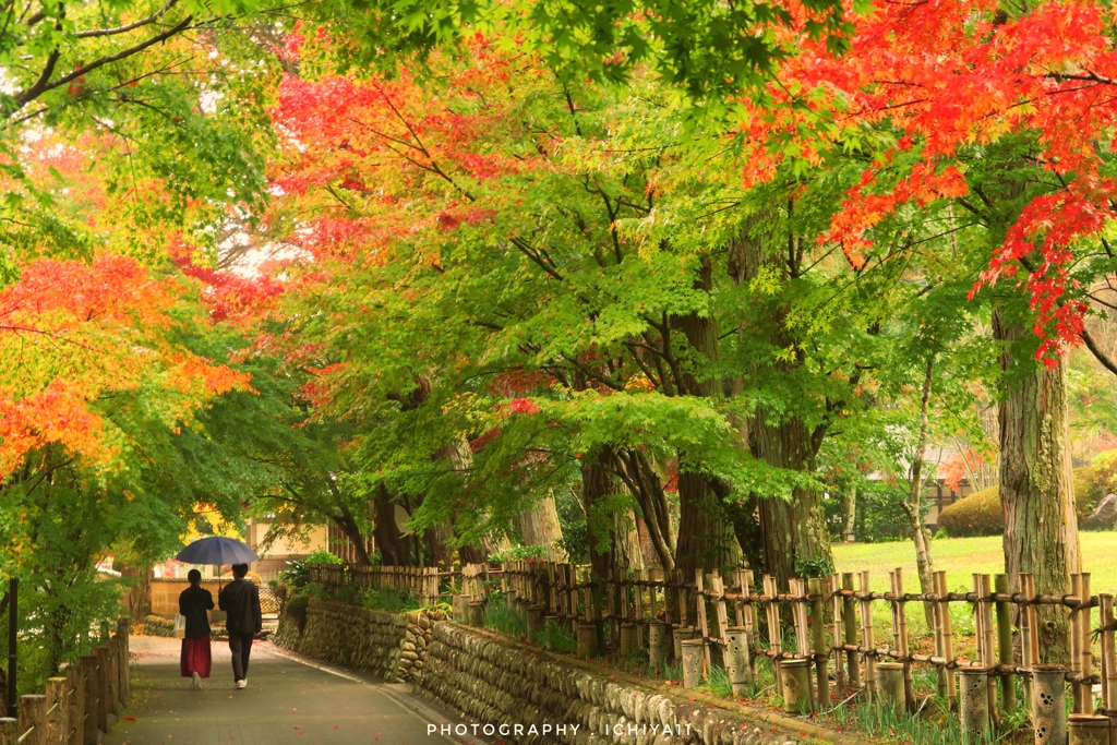 紅葉の中、青い傘のふたり