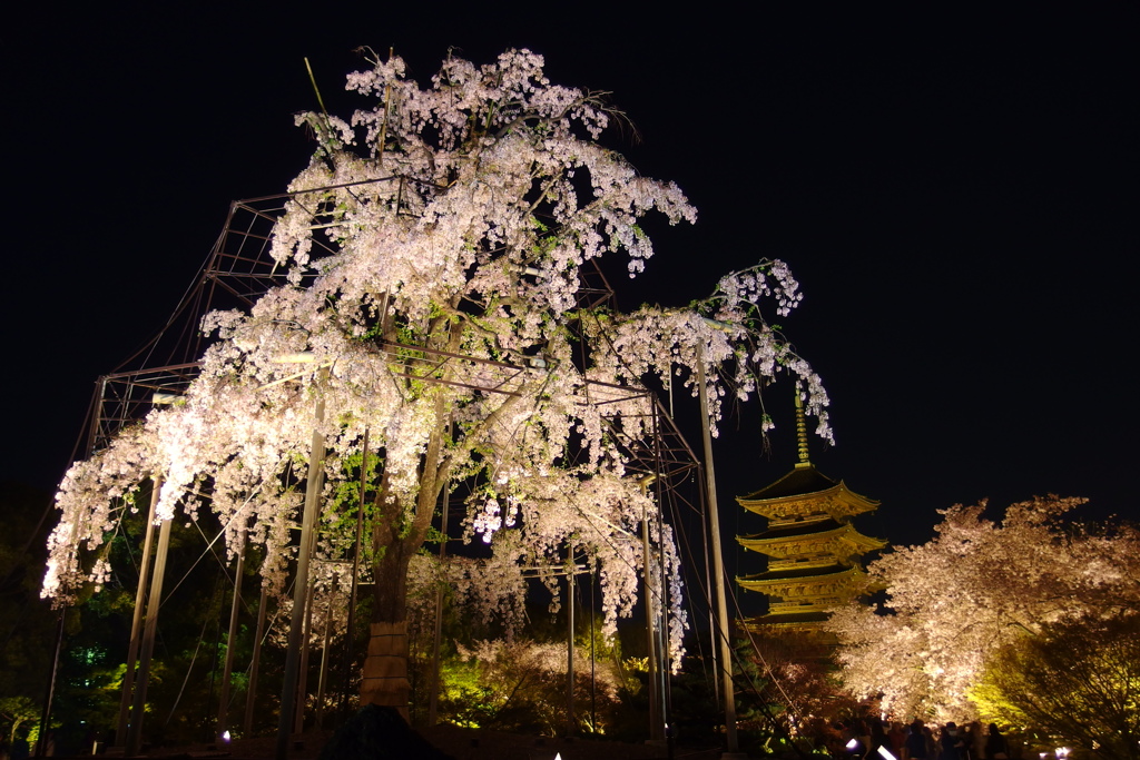 不二桜