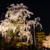 不二桜