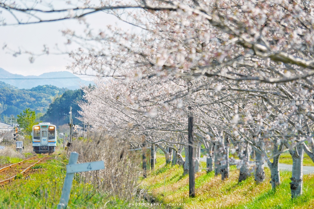 桜並木へ向かって