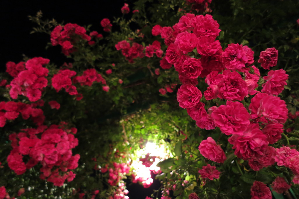 Rose last　-　IMG_2926