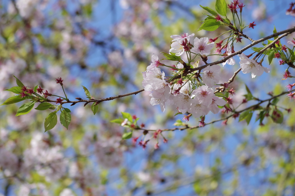 葉桜もイイ(^^)
