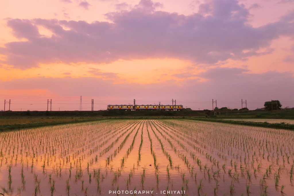 夕暮れと水田の狭間