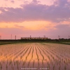 夕暮れと水田の狭間