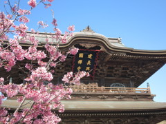 建長寺彩る桜　-　IMG_2057