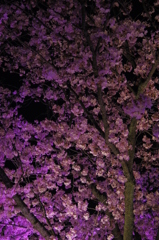 夜桜　-　IMGP2109