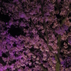 夜桜　-　IMGP2109