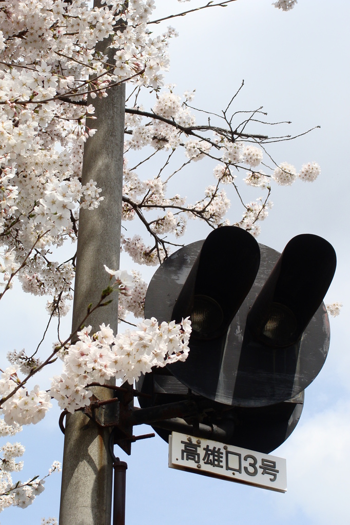 桜信号　-　DSC09819