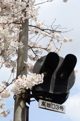 桜信号　-　DSC09819