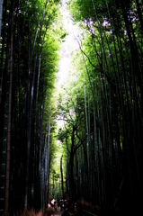 野宮神社への竹林　-　IMGP0163