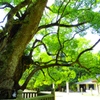 大山祇神社御神木