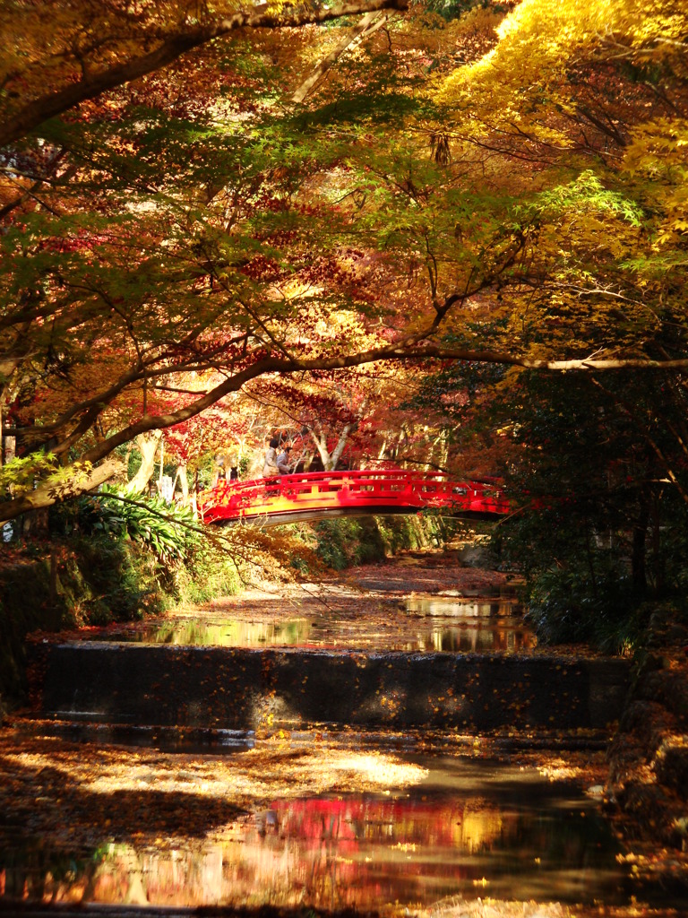 紅葉と紅橋　-　DSC08352