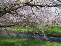 桜散る芳川