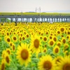 最後のひまわり畑