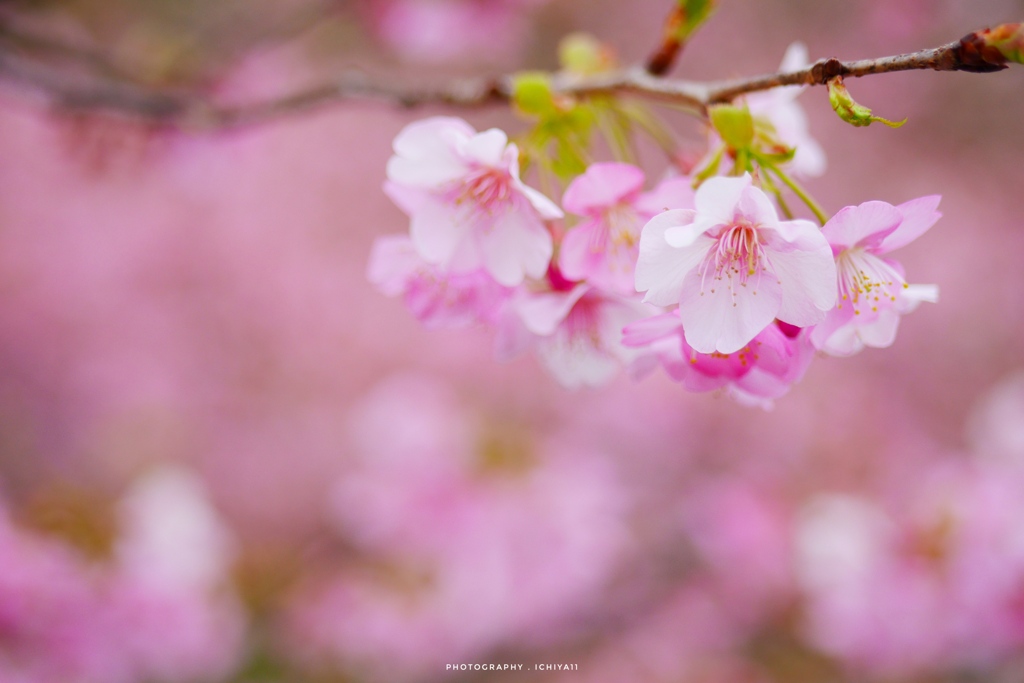 桜の引力