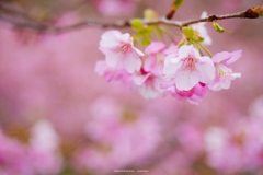 桜の引力