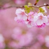 桜の引力