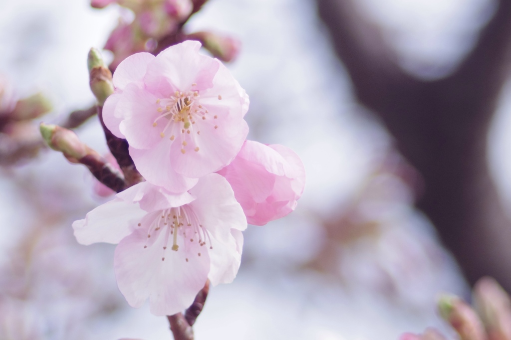 伊東小室桜