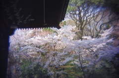 知恩院の桜