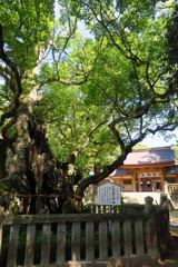 大山祇神社の歴史其の物