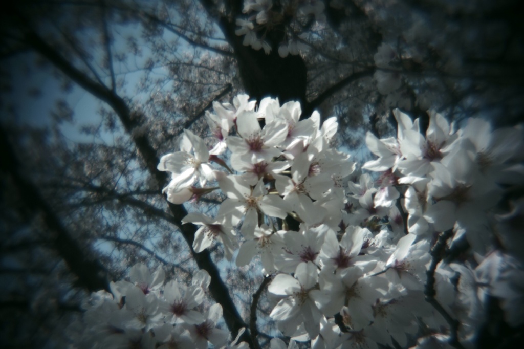 醍醐寺の桜#1
