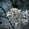 醍醐寺の桜#1