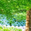 紫陽花の咲く頃
