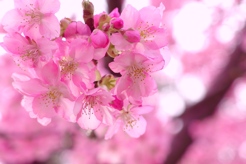 飯田公園之桜　壱