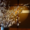 料理の前に桜を愉しむ　-　DSC09650
