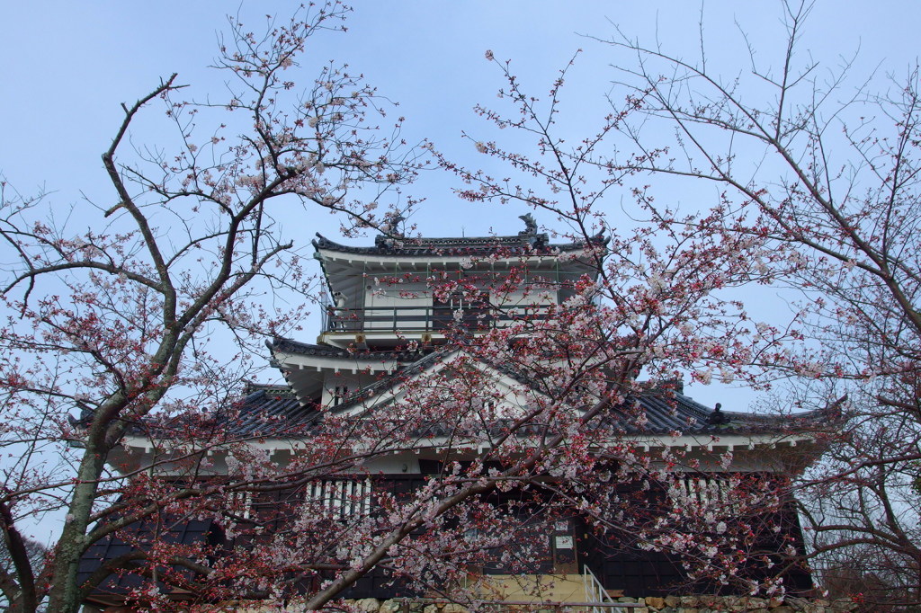 桜纏う浜松城