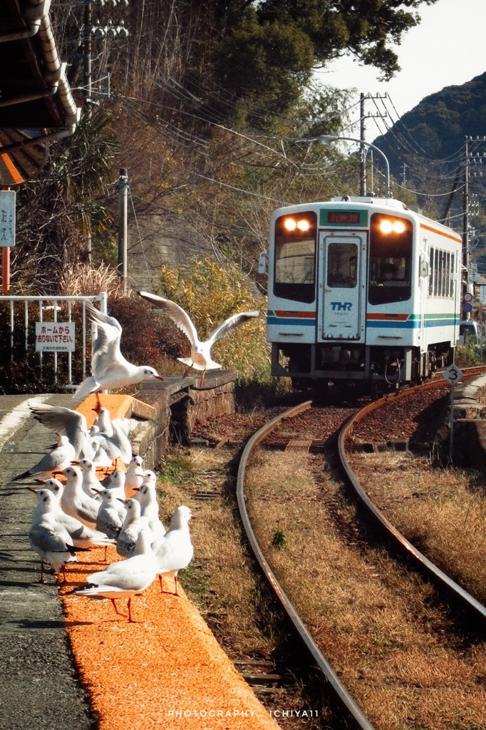 カモメたちの賑わう駅へ