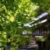 茶だんごの帰路