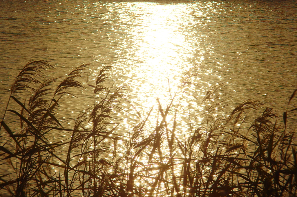 夕陽に照らされて