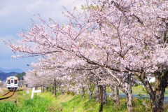 桜彩る天浜線