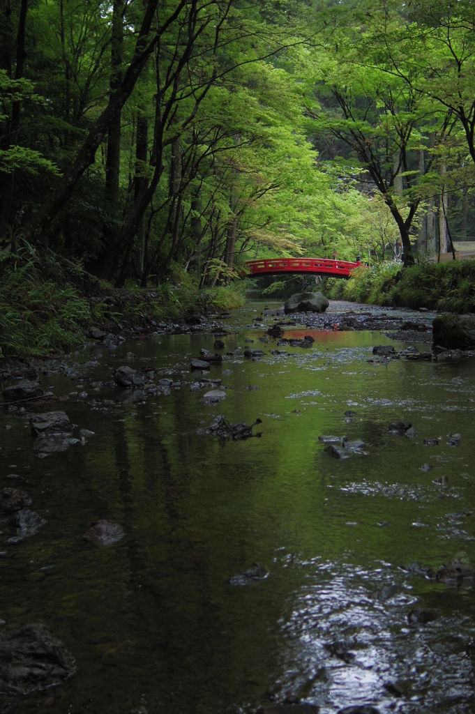 深緑の中の紅一点　-　IMGP2592