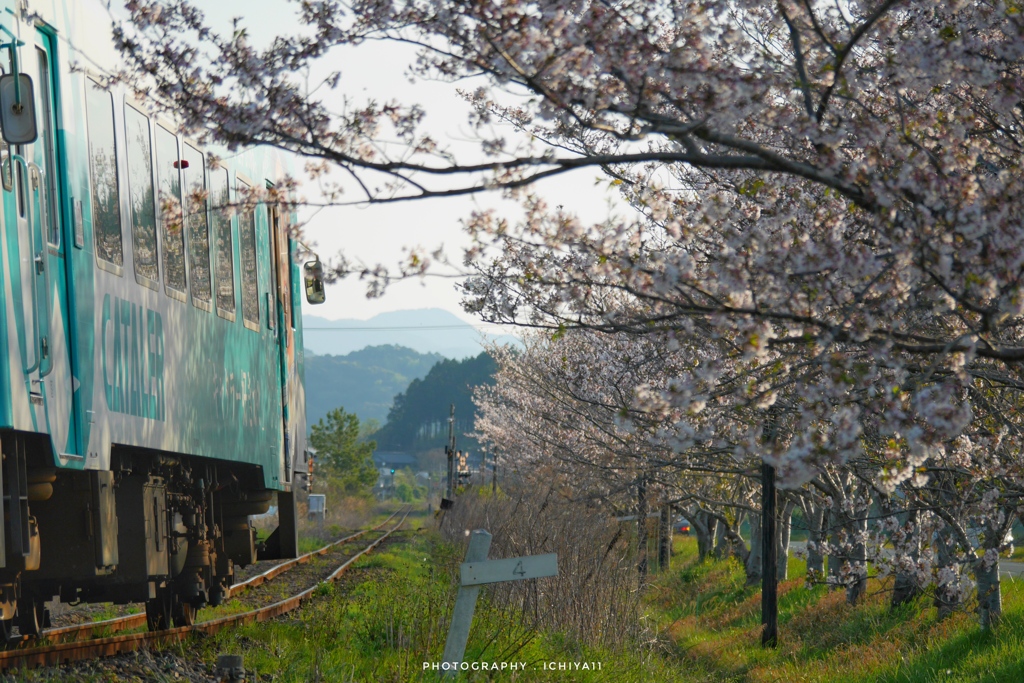 桜写して