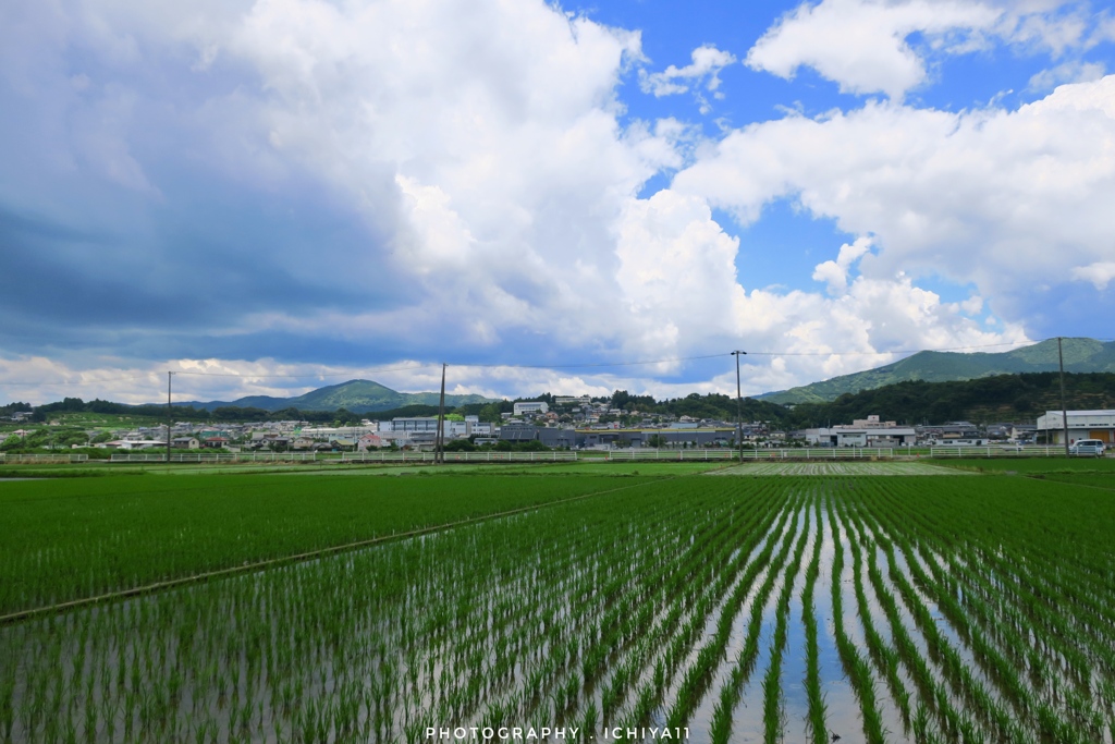 KANASASHI early summer