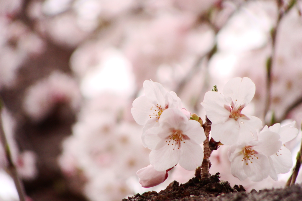 sakura　-　DSC09516